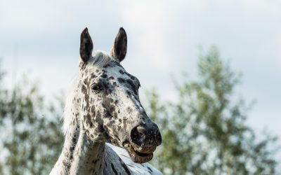 Paarden!