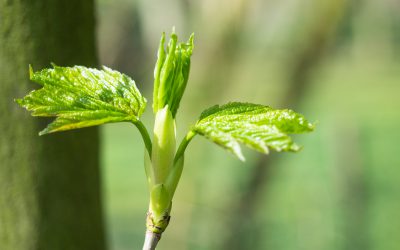 Lente!