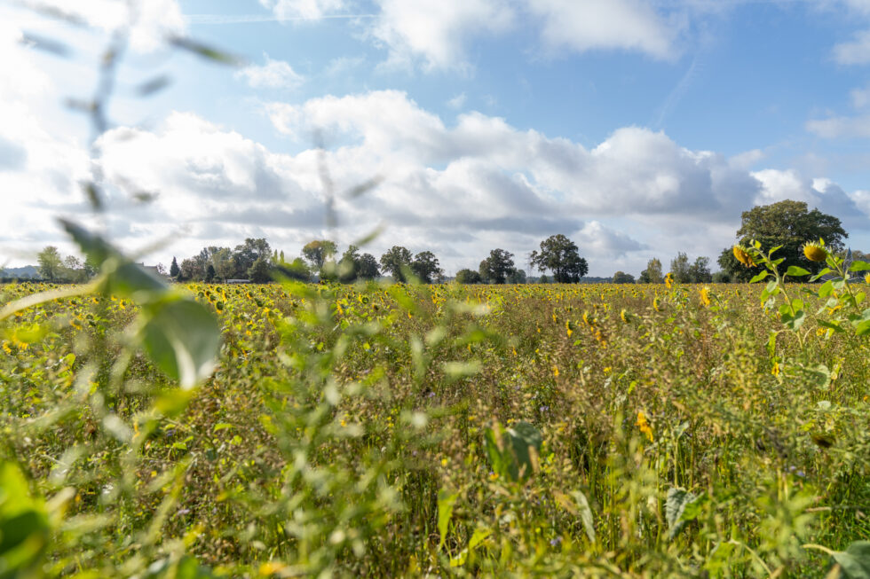 Masterplan IJsselvallei