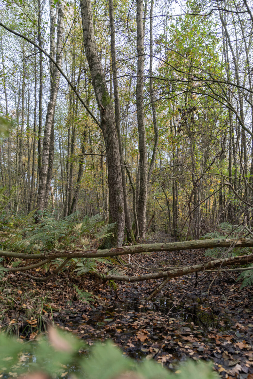 Rabat bos Masterplan IJsselvallei