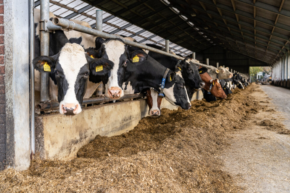 Project Masterplan IJsselvallei