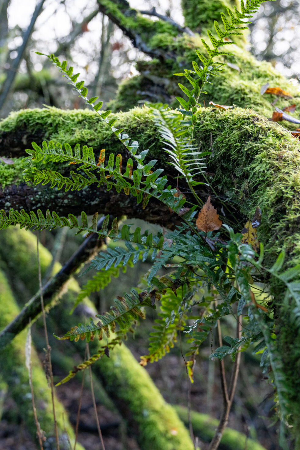 Project Masterplan IJsselvallei