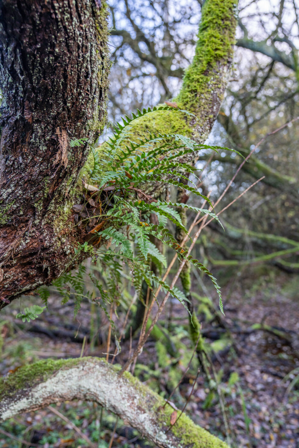 Masterplan IJsselvallei