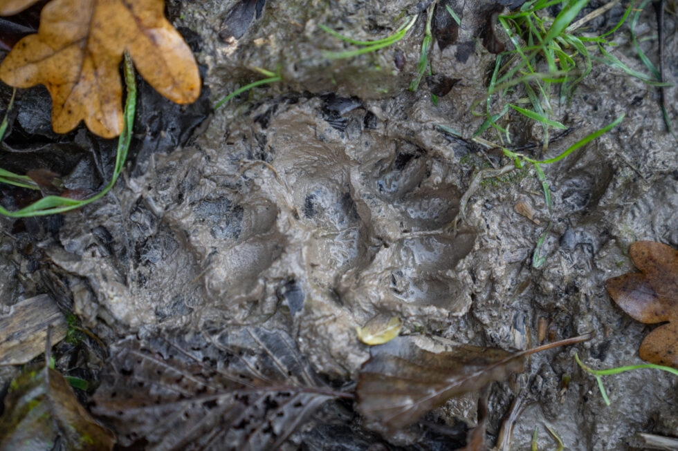 Nijbroek dierafdruk rabatbos