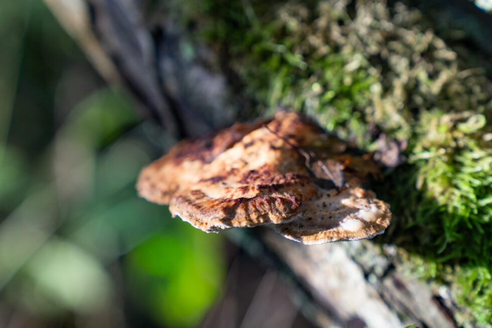 Project Masterplan IJsselvallei